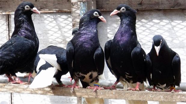 3 katlı villayı güvercinlerine yuva yaptı