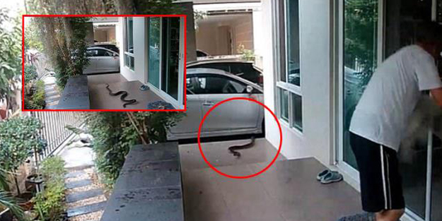  3 metrelik yılandan dikkati sayesinde kurtuldu! İşte dehşete düşüren anlar