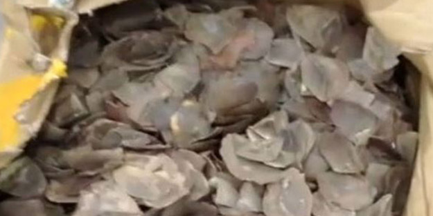 3 milyon dolara alıcısı var! İstanbul Havalimanı'nda tonlarca pangolin pulu ele geçirildi