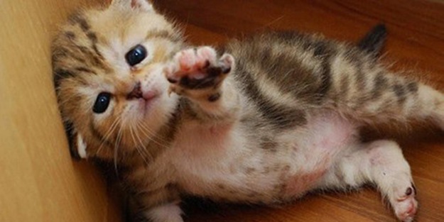 3 ton kediyi yiyeceklerdi