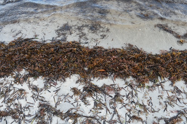 3 tonluk deniz yosunu rekor kırdı