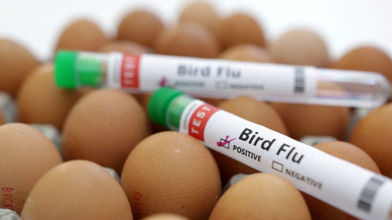 3 yaşında bir çocuk! O ülkede ilk kez bir insanda kuş gribi tespit edildi