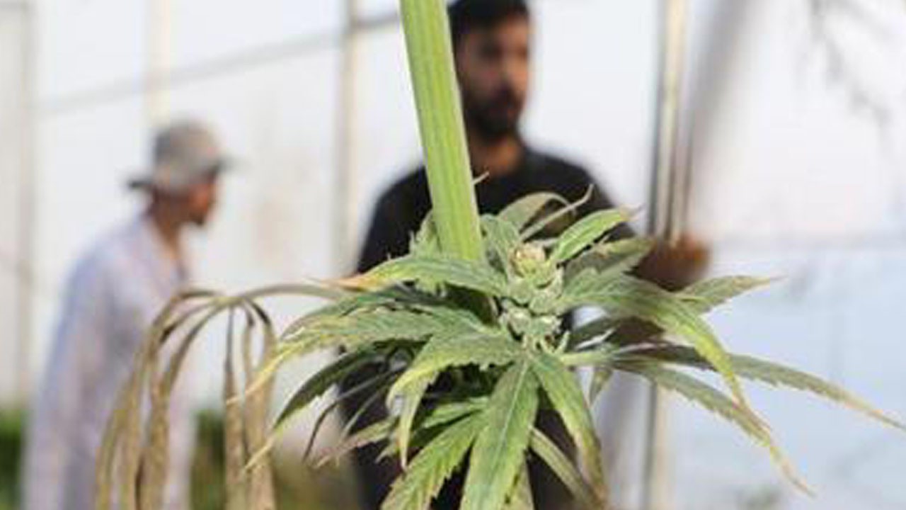 Türkiye'nin 3. yeni çeşidi! Türk şirketinde tekstil - Biyo malzemelerini üretilecek