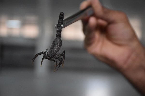 3 yıldır 3 bin akrebe bakıyor