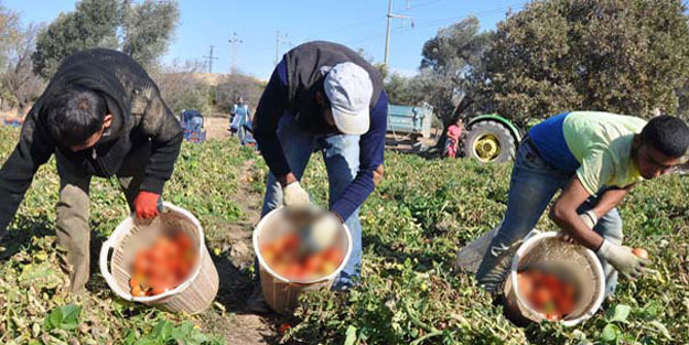 3 yıldır para etmiyor… Tehlike çanları çalıyor! ‘Böyle giderse ekmeyeceğiz’