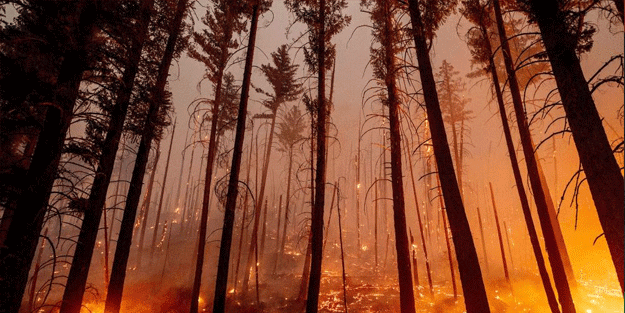 30 bin dönüm kül oldu! ABD'de yangın söndürülemiyor