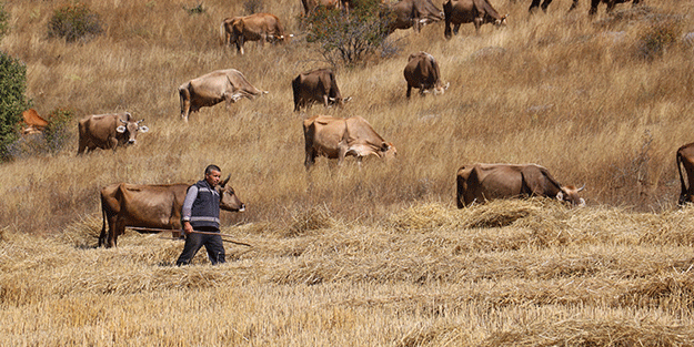 30 bin TL maaşla çoban bulamayınca çözümü nöbetleşmekte buldular
