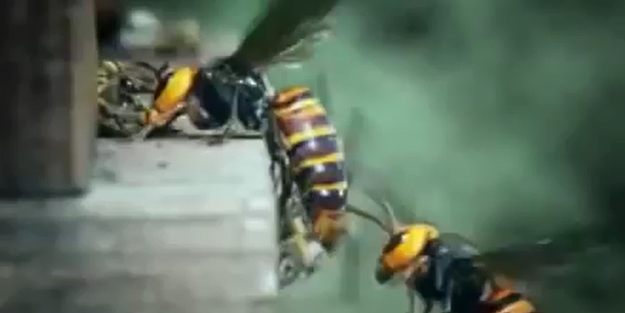 30 Japon arısı ile 30 bin bal arısı savaşı