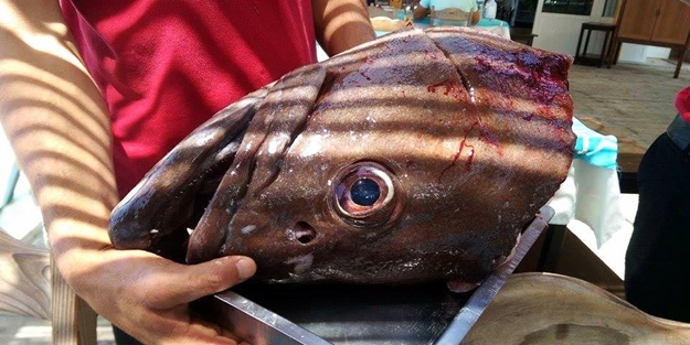 Görenler şaşkına döndü!