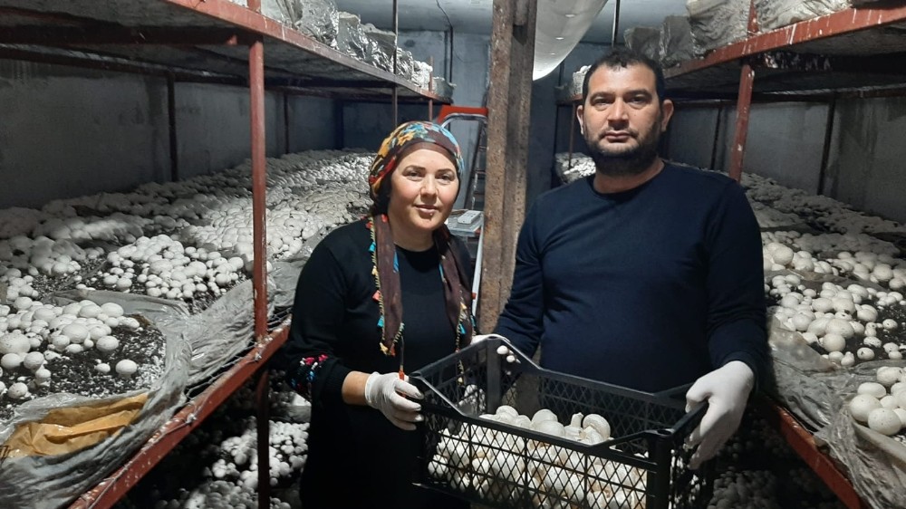 30 metrekare yerde yetiştirdikleri mantar ailenin geçim kaynağı oldu 