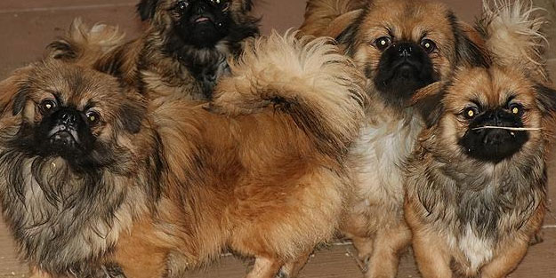 30 metrekarelik evde 164 köpek ile yaşadılar