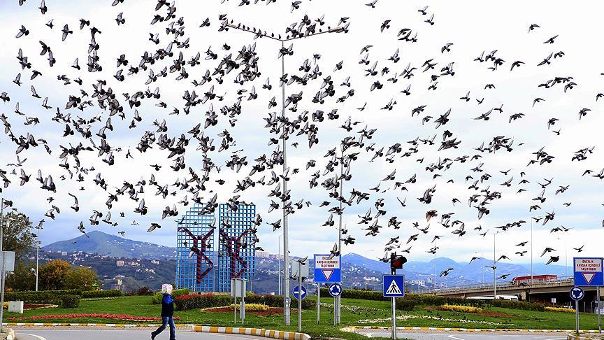 30 yıldır bin 500 güvercinin 'kahvaltısı'nı veriyor!