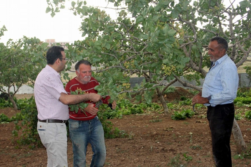 300 bin dekar alan üzerinde yetişen Siirt fıstığı dünya pazarında yer alacak 
