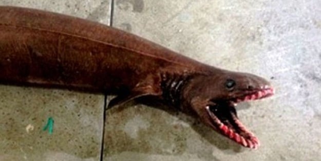 300 dişli köpek balığı korkuttu