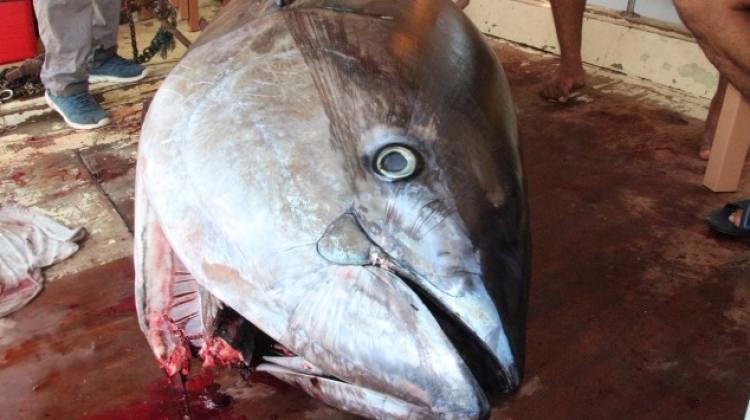 300 kiloluk dev orkinos!