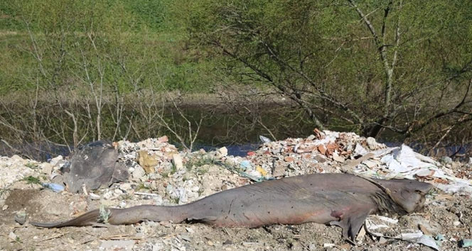 300 kiloluk köpek balığı bulundu