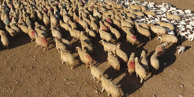 '300 koyun projesi'nde başvurular başladı