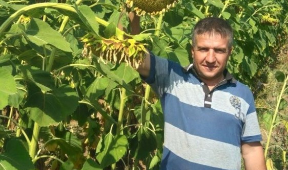 Yağlık ayçiçeğinde rekolte sevindirdi