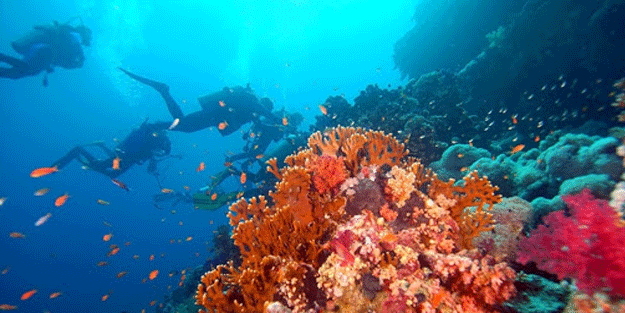 31 canlı türünün nesli tükendi