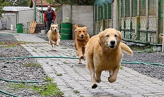 310 köpekli çift gözaltına alındı