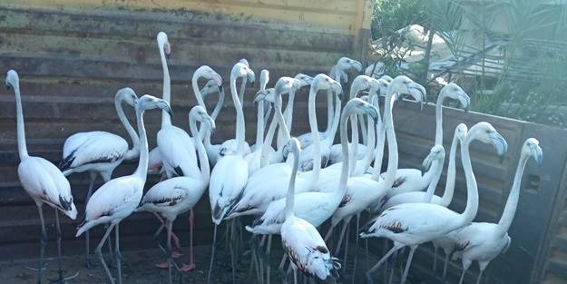 32 yavru flamingonun kanatlarını kestiler!