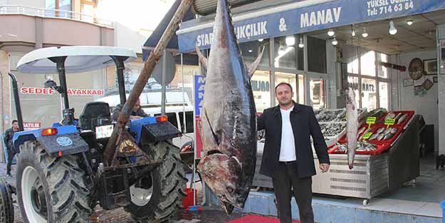 320 kiloluk orkinosu 6 bin 400 liraya satıyor