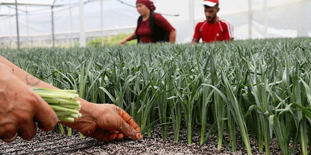 33 ülke sıraya girdi! Üretimi oldukça kolay