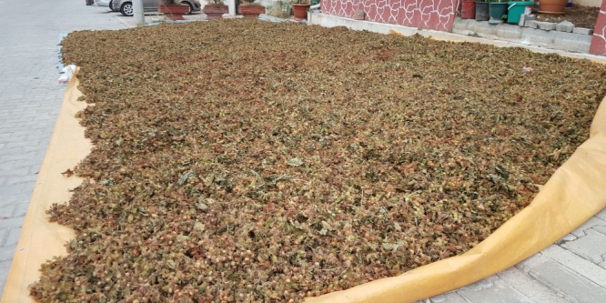 Düzce’de fındık harmana indi