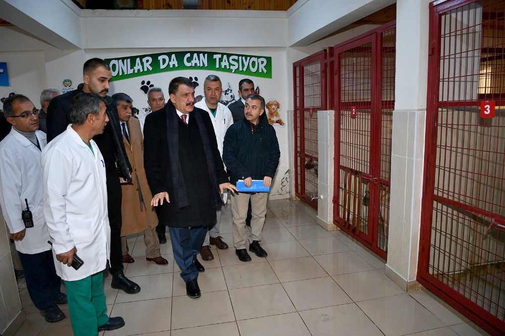 335 sokak hayvanı sahiplenildi 