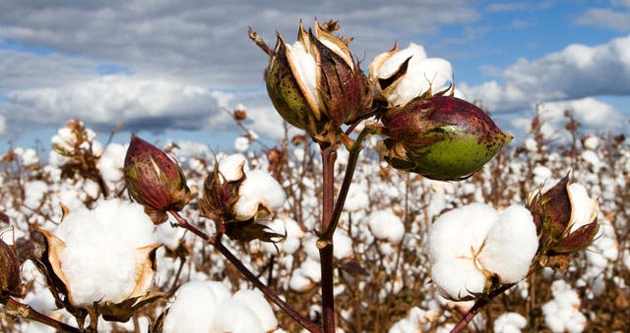 'Beyaz altın' Harranlı çiftçilerin yüzünü güldürdü