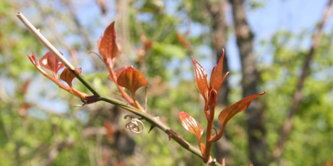 Bu bitki kanı temizliyor