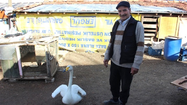 34 yıldır en yakın arkadaşı yabani kuğu