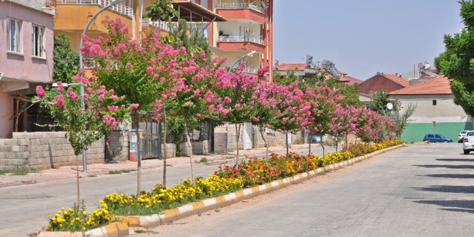 Gölbaşı ilçesi oya ağaçlarıyla daha güzel görünüyor