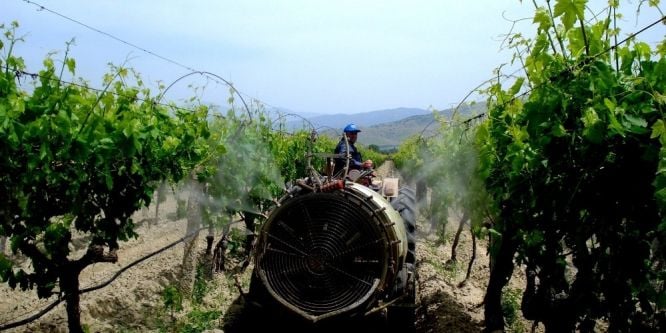 Sarıgöl üzüm bağlarında özenli çalışma