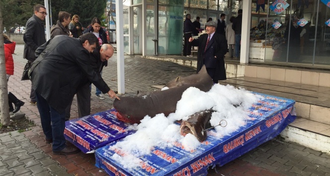 3,5 metrelik Jaws'a yoğun ilgi