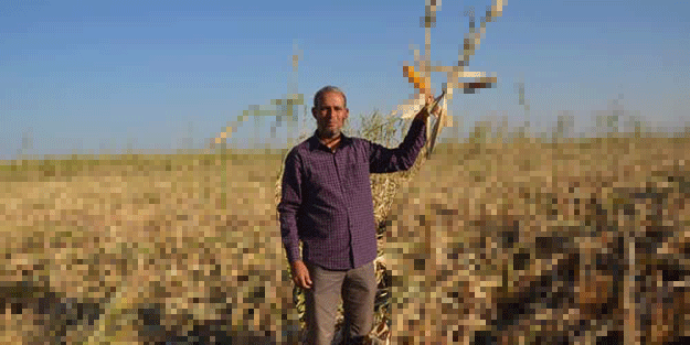 35 ton hasat bir gecede talan oldu