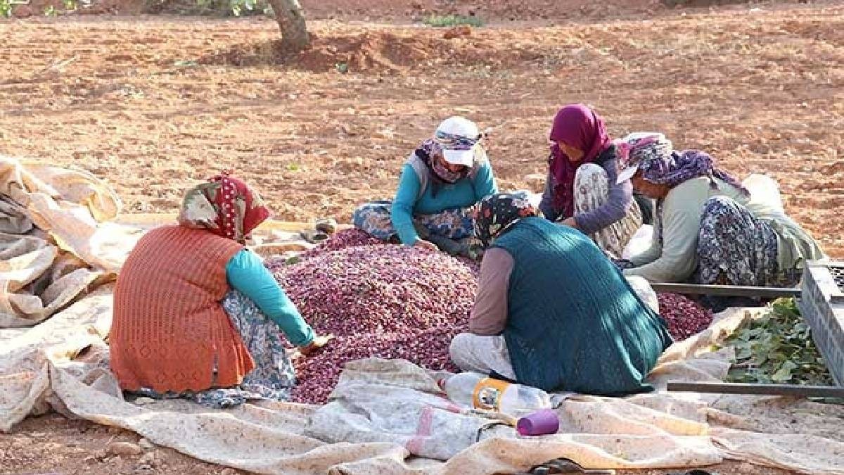 35 yıl önce denemek için ektiler, parayı kırdılar! 120 haneden 250 tonluk üretim! Fabrika bile hızlarına yetişemiyor