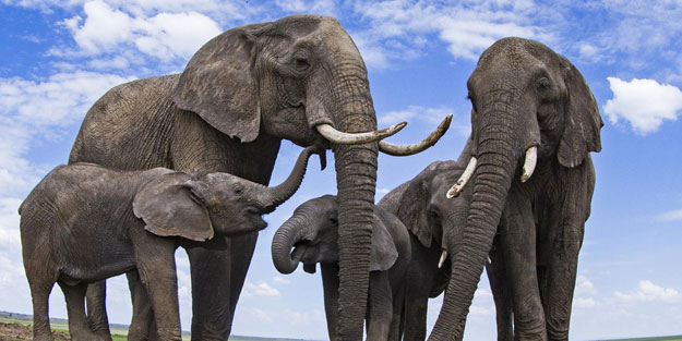 350 fil gizemli bir şekilde öldü