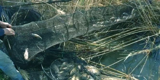 Su ürünleri denetimleri devam ediyor