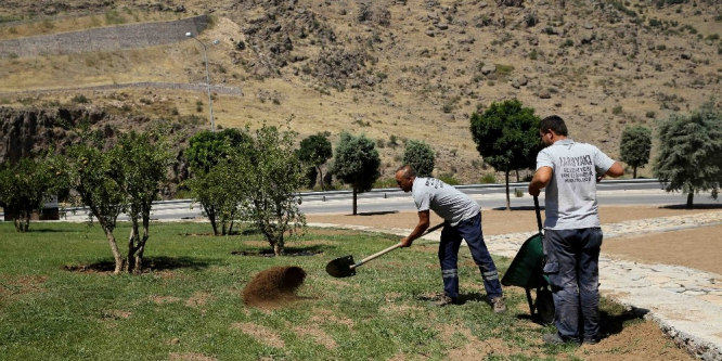 30 yıllık zeytin ağaçları toprakla buluştu