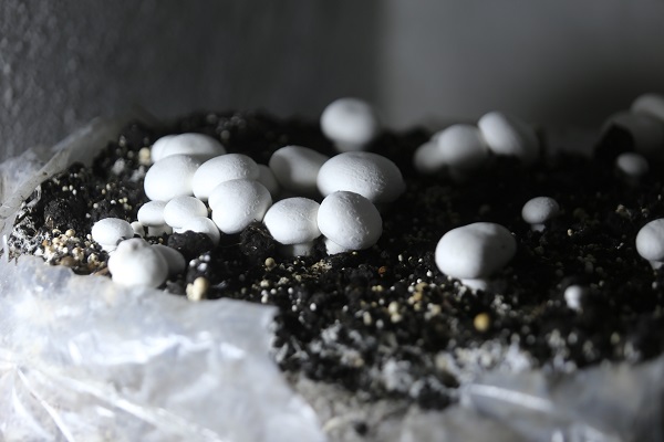 36 yıldır bu işi yapıyor! 1200 rakımda günde 200 kilo üretiyor