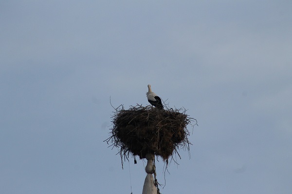 36 yıldır köyün simgesi! Yaşlı leylek depremzede oldu