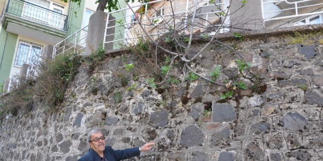 Duvarda yetişen incir ağacı meyve verdi