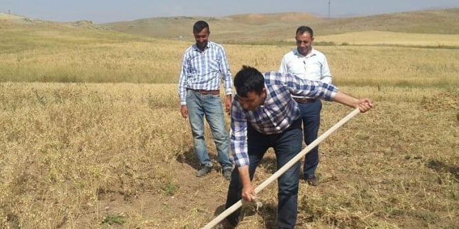 Kaymakam tırpan çekerek hasat yaptı