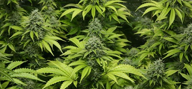 Antalya’da 521 kök Hint keneviri ele geçirildi