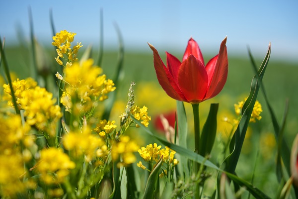 387 bin liranız yoksa bu çiçeğe yaklaşmayın