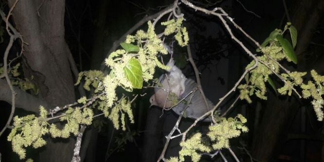 Ağaçta asılı kalan kuşu itfaiye kurtardı