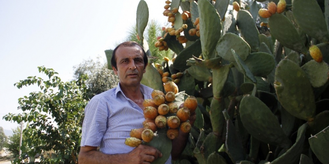 300 yıllık geçmişi olan meyve her derde deva