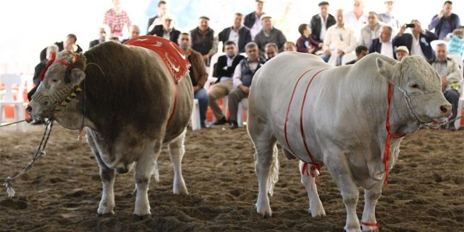 Burdur güzelleri podyuma çıkacak