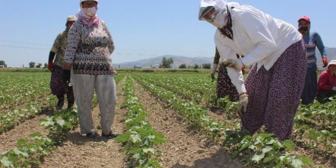 Aydın’da 75 kadın çiftçi iş sahibi olacak